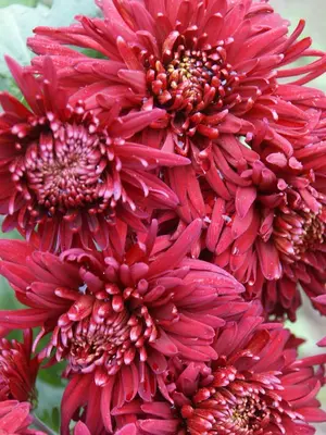 Link to Chrysanthemum Volunteer