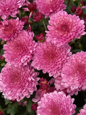 Link to Chrysanthemum Wild Berry