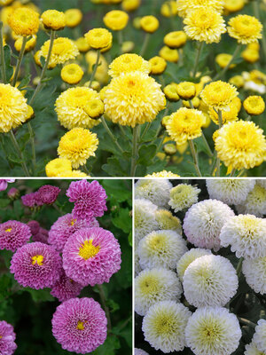 Chrysanthemum Collection | Bluestone Perennials