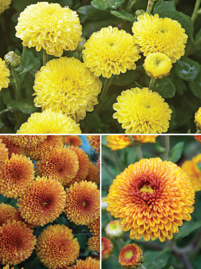 https://www.bluestoneperennials.com/img/MXB/650/MXB-0-Mum-Button-Collection-F23.1700061354.jpg