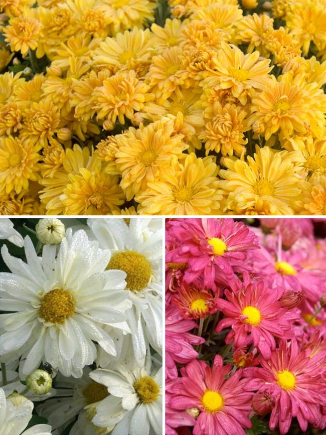 Mum Daisy-Collection