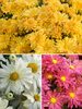 Mum Daisy-Collection