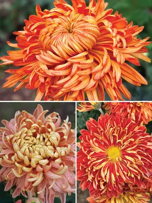 Link to Chrysanthemum Football Collection