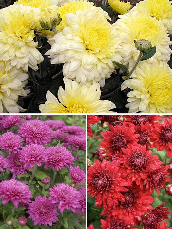 Mum Garden-Collection