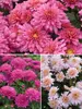 Mum Garden Collection