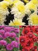 Mum Garden-Collection