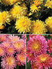 Mum Large Flowering Mum Collection