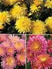 Mum Large Flowering Mum Collection