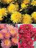 Mum Large-Flowering-Mum-Collection