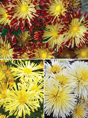 Chrysanthemum Spoon and Quill Collection | Bluestone Perennials