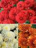 Mum Spectacular Mum Collection