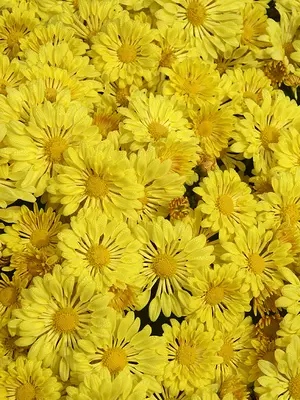 Link to Chrysanthemum Yellow Starlet