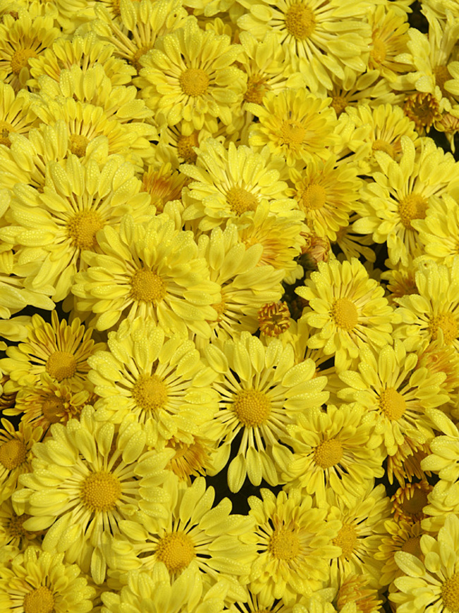 yellow chrysanthemum