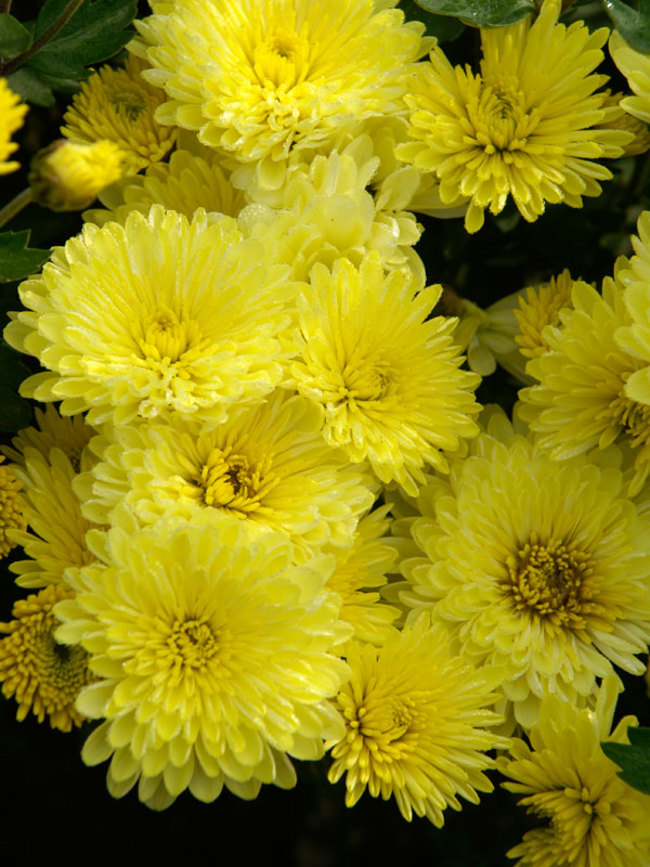 yellow chrysanthemum