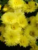 Mum Yellow-Valour