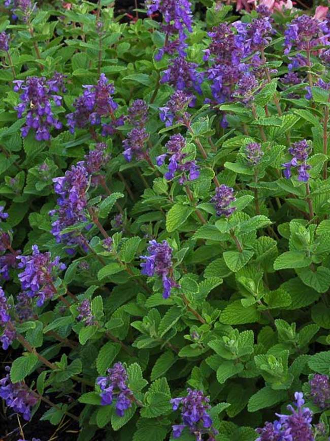 Nepeta Blue Lagoon