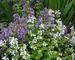 Nepeta Blue-Wonder