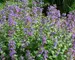 Nepeta Blue-Wonder