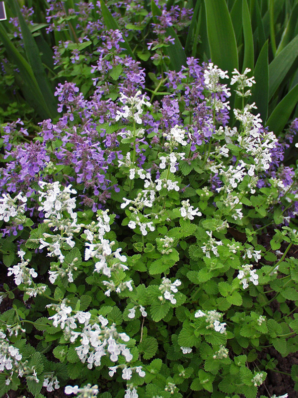 Nepeta Blue Wonder Dwarf Catmint