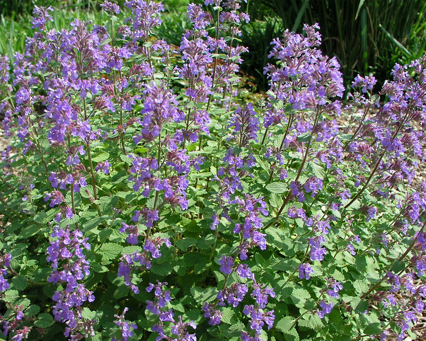 Nepeta Blue Wonder Bluestone Perennials