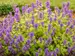 Nepeta Chartreuse on the Loose