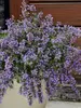 Nepeta Cat's Meow