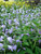 Nepeta Cool-Cat