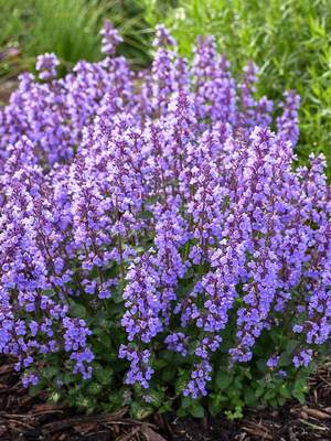 Image of Lavender and cat's pajamas nepeta