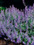 Nepeta Dropmore-Hybrid