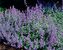 Nepeta Dropmore-Hybrid
