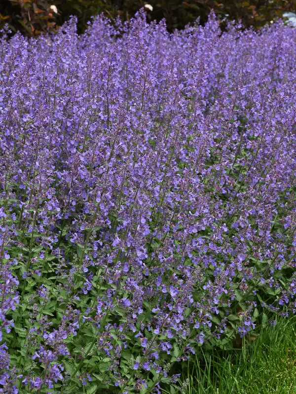 Bluestone Perennials Nepeta Junior Walker