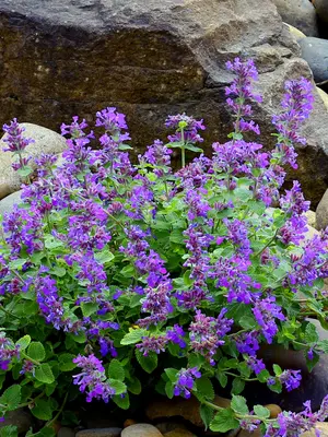 Link to Nepeta Nova&reg; Blue