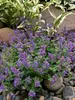 Nepeta Nova Blue