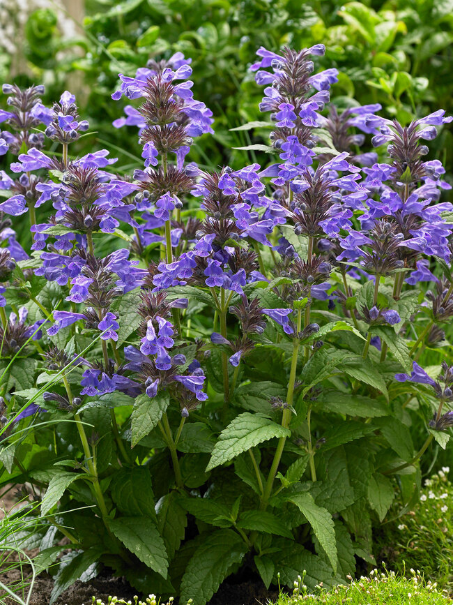 Nepeta Neptune