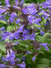Nepeta Neptune