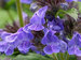 Nepeta Neptune