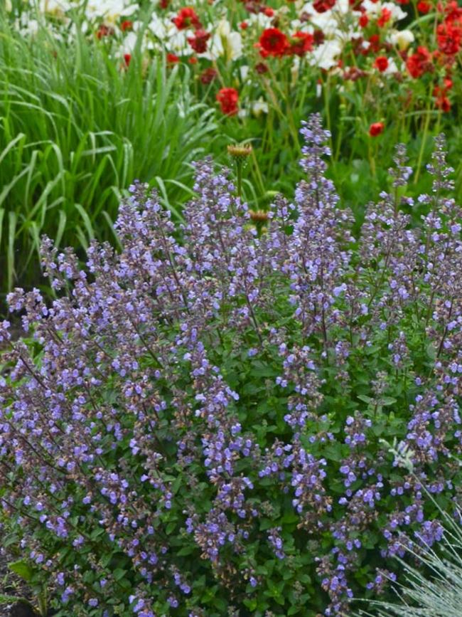 Nepeta Purrsian Blue