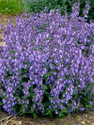 Link to Nepeta Picture Purrfect