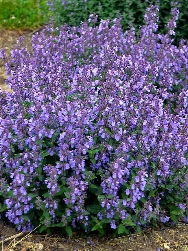 Nepeta Picture Purrfect