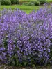 Nepeta Picture Purrfect