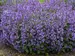 Nepeta Picture Purrfect