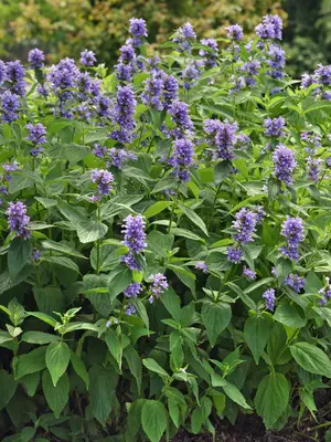 Link to Nepeta Prelude&#153; Blue