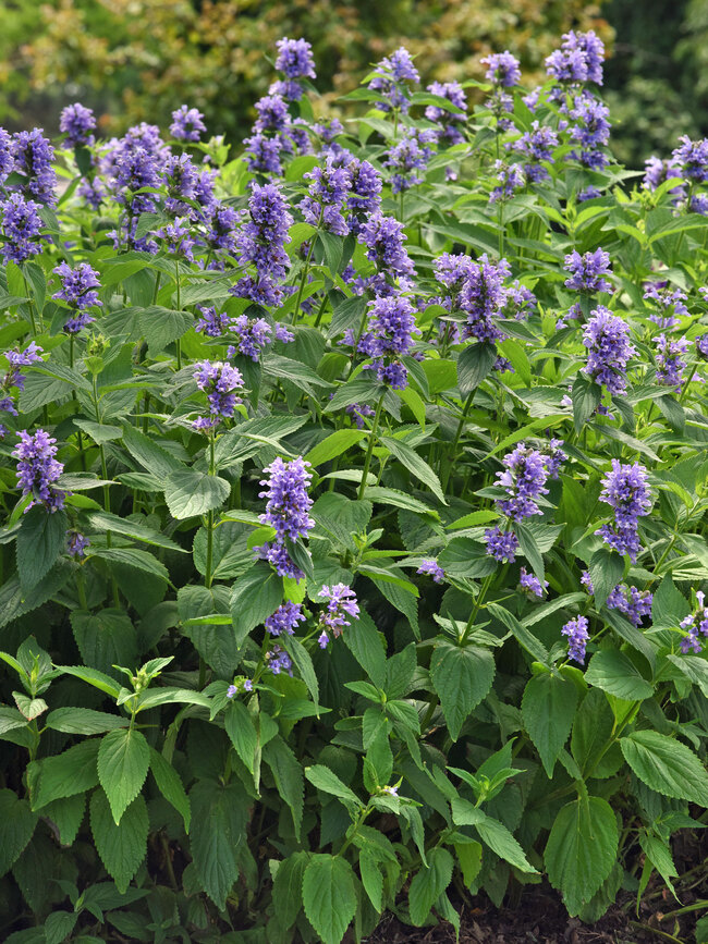 Nepeta Prelude Blue