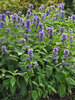 Nepeta Prelude Blue