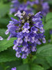 Nepeta Prelude Blue