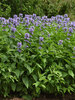 Nepeta Prelude Blue