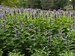 Nepeta Prelude Blue