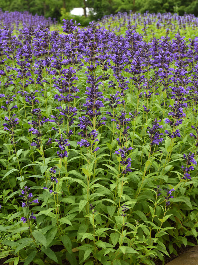 Nepeta Prelude Purple