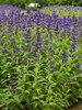 Nepeta Prelude Purple