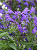 Nepeta Prelude Purple